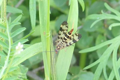 Panorpa vulgaris
